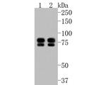 ENAH Antibody in Western Blot (WB)