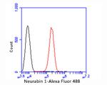 PPP1R9A Antibody in Flow Cytometry (Flow)