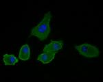 IL-7 Antibody in Immunocytochemistry (ICC/IF)