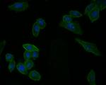 IL-7 Antibody in Immunocytochemistry (ICC/IF)