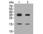 IL-7 Antibody in Western Blot (WB)