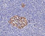 GNG4 Antibody in Immunohistochemistry (Paraffin) (IHC (P))