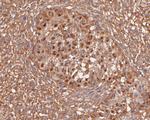 Activin A Antibody in Immunohistochemistry (Paraffin) (IHC (P))