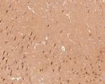 GNB5 Antibody in Immunohistochemistry (Paraffin) (IHC (P))