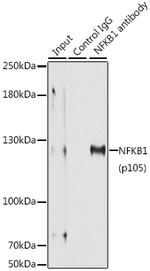 NFkB p50/p105 Antibody in Immunoprecipitation (IP)