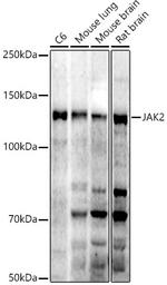 JAK2 Antibody in Western Blot (WB)