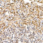 BST-2 Antibody in Immunohistochemistry (Paraffin) (IHC (P))