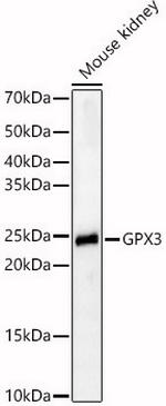 GPX3 Antibody in Western Blot (WB)