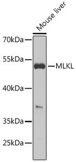 MLKL Antibody in Western Blot (WB)