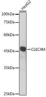 CD299 (DC-SIGN/L) Antibody in Western Blot (WB)
