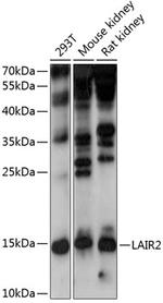 LAIR2 Antibody in Western Blot (WB)