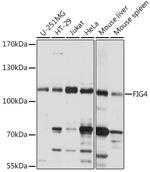 FIG4 Antibody in Western Blot (WB)