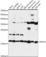 RPS13 Antibody in Western Blot (WB)