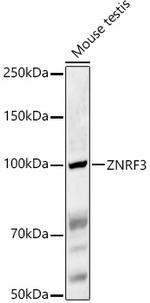 ZNRF3 Antibody in Western Blot (WB)