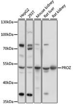 Protein Z Antibody in Western Blot (WB)