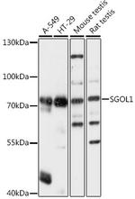 SGOL1 Antibody in Western Blot (WB)