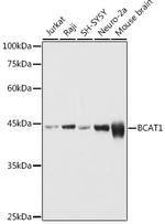 BCAT1 Antibody in Western Blot (WB)