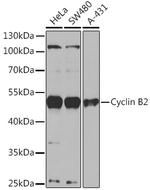 Cyclin B2 Antibody in Western Blot (WB)