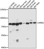 SPIRE2 Antibody in Western Blot (WB)