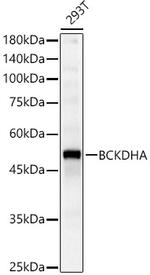 BCKDHA Antibody in Western Blot (WB)