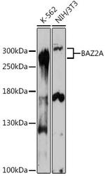 BAZ2A Antibody in Western Blot (WB)