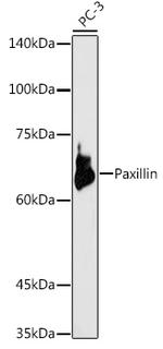 Paxillin Antibody in Western Blot (WB)