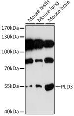 PLD3 Antibody in Western Blot (WB)