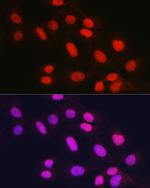 RAD21 Antibody in Immunocytochemistry (ICC/IF)