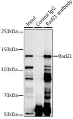 RAD21 Antibody in Immunoprecipitation (IP)