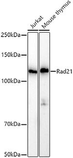 RAD21 Antibody in Western Blot (WB)