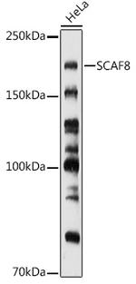 SCAF8 Antibody in Western Blot (WB)