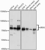 IFI16 Antibody in Western Blot (WB)