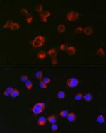 HTR2A Antibody in Immunocytochemistry (ICC/IF)