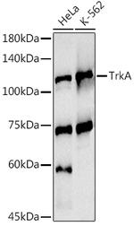 TrkA Antibody in Western Blot (WB)