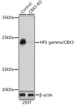 HP1 gamma Antibody