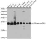 HP1 gamma Antibody in Western Blot (WB)