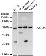 CD16 Antibody in Western Blot (WB)