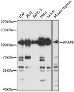AKAP8 Antibody in Western Blot (WB)