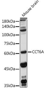 TCP-1 zeta Antibody in Western Blot (WB)