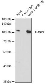 LONP1 Antibody in Immunoprecipitation (IP)