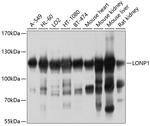 LONP1 Antibody in Western Blot (WB)