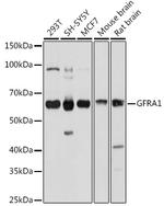 GFR alpha-1 Antibody in Western Blot (WB)