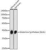 Glutamine Synthetase Antibody in Western Blot (WB)