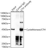 CTH Antibody in Immunoprecipitation (IP)