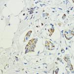 PRAS40 Antibody in Immunohistochemistry (Paraffin) (IHC (P))