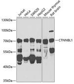 CTNNBL1 Antibody in Western Blot (WB)