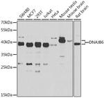 DNAJB6 Antibody in Western Blot (WB)