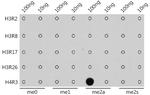 H4R3me2a Antibody in Dot Blot (DB)