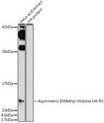 H4R3me2a Antibody in Western Blot (WB)