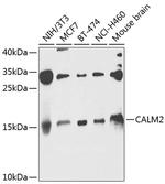 Calmodulin 2 Antibody in Western Blot (WB)